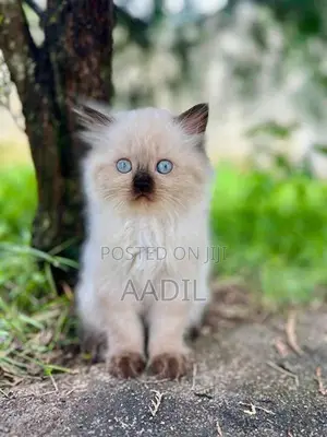 Persian Cat