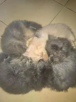 Persian Kittens