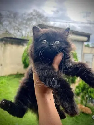 Persian Cat