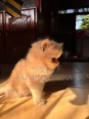 Persian Kittens