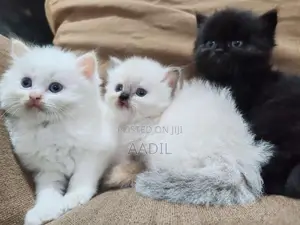 Persian Cat