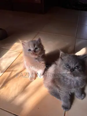 Persian Kittens