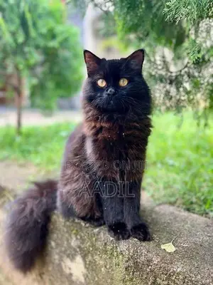 Persian Cat