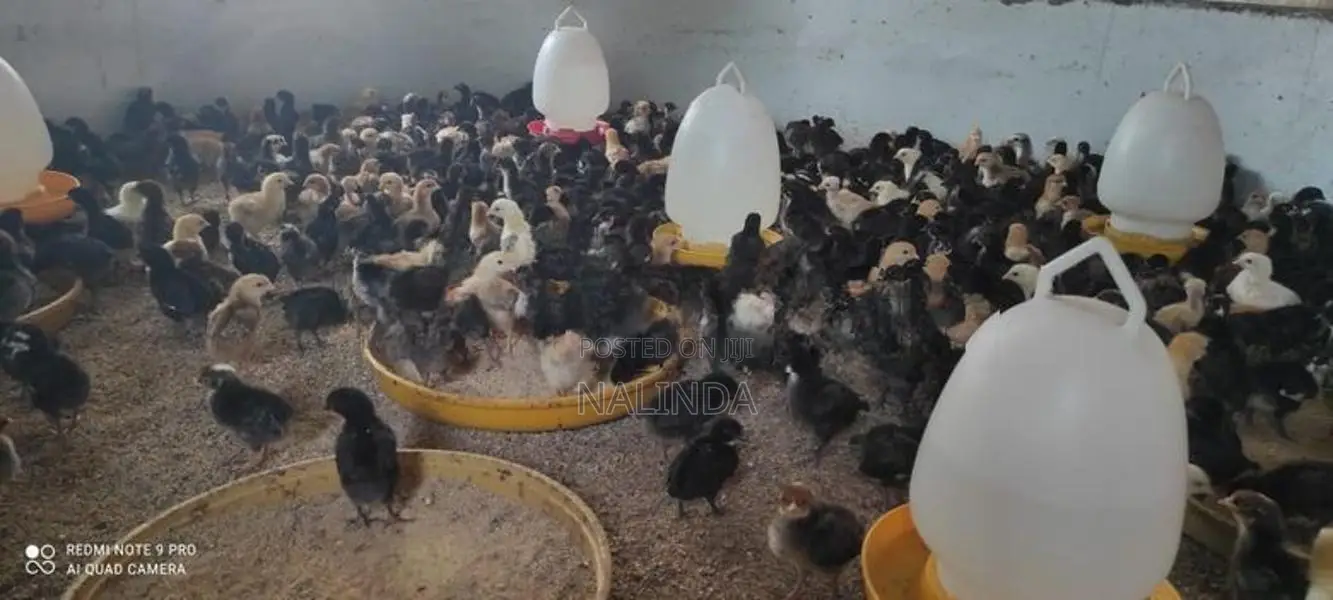 ගම් කුකුළු පැටවුන්