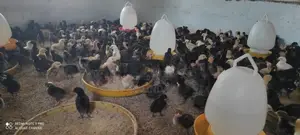 ගම් කුකුළු පැටවුන්
