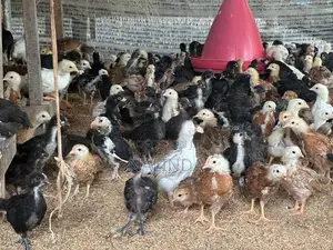 ගම් කුකුළු පැටවුන්