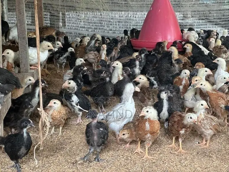 ගම් කුකුළු පැටවුන්