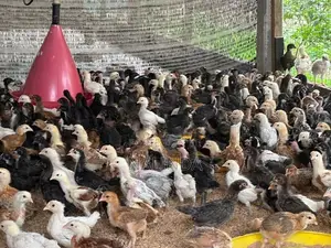 ගම් කුකුළු පැටවුන්