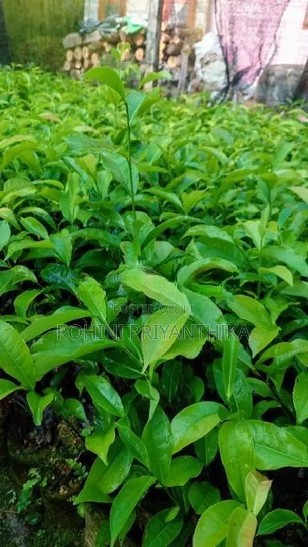 තේ පැල (Tea Plants)