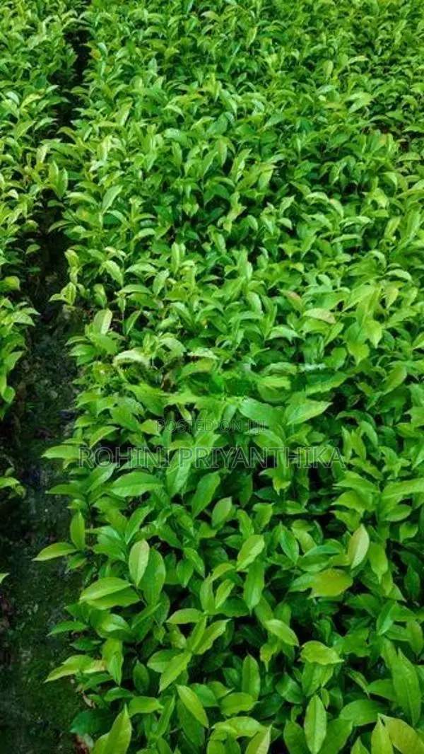 තේ පැල (Tea Plants)
