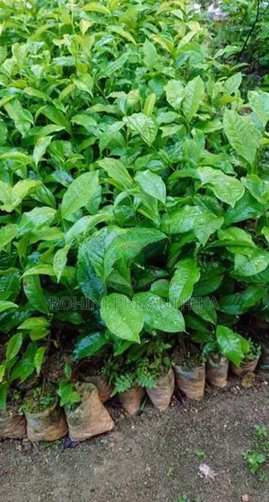 තේ පැල (Tea Plants)