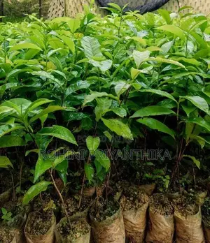 තේ පැල (Tea Plants)