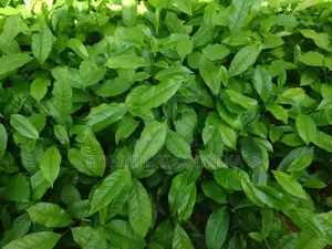 තේ පැල (Tea Plants)