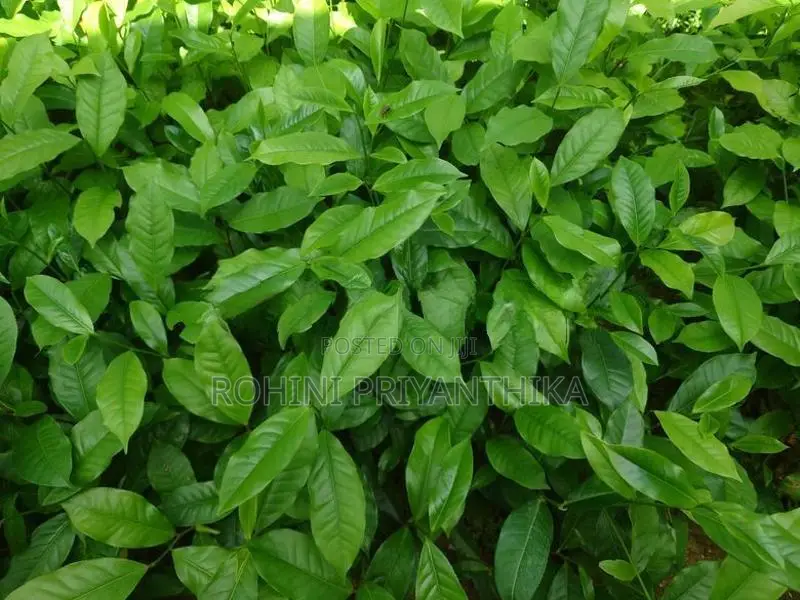 තේ පැල (Tea Plants)