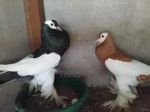 Pigeons