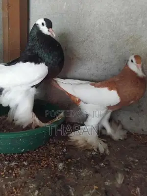 Pigeons