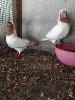 Pigeons