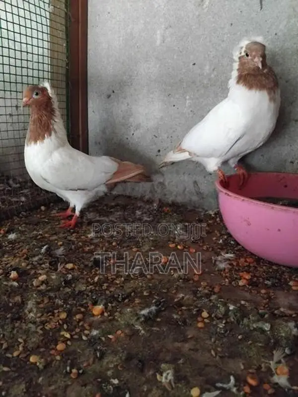 Pigeons