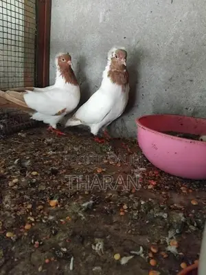 Pigeons