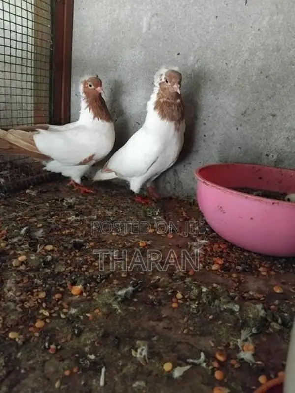 Pigeons