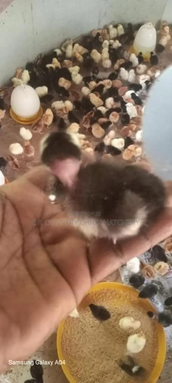 ஊர் கோழி குஞ்சு