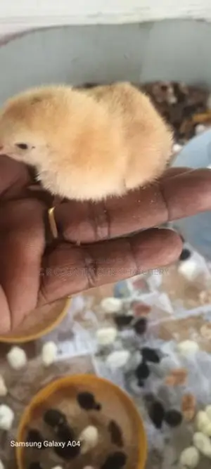 ஊர் கோழி குஞ்சு