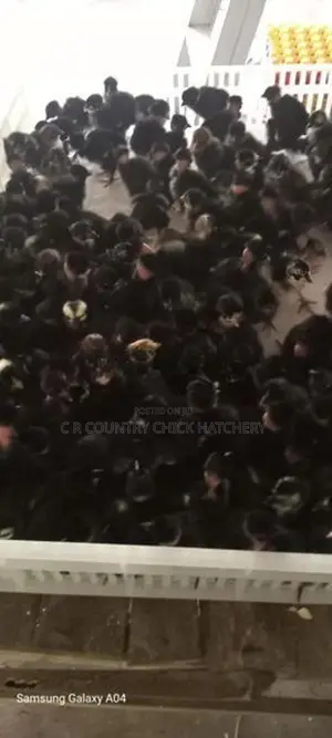 ஊர் கோழி குஞ்சு