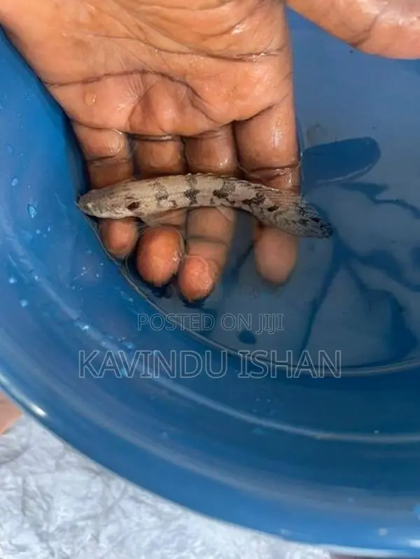 Endlicheri Bichir