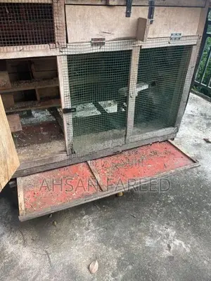 Pigeon Cage