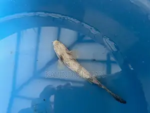 Endlicheri Bichir