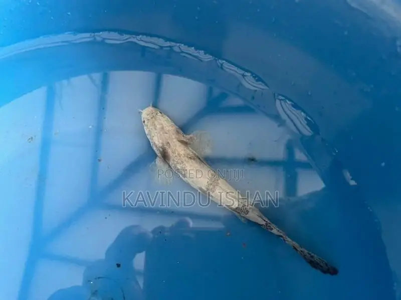 Endlicheri Bichir