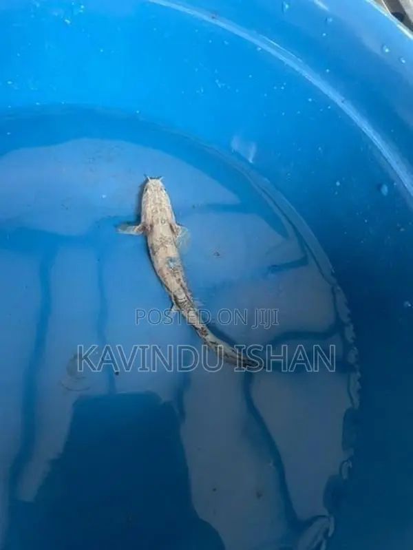 Endlicheri Bichir