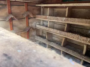 Pigeon Cage