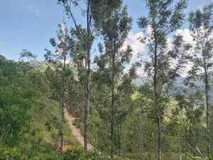 Land For Sale Nillamba