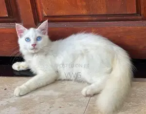 Persian Kitten