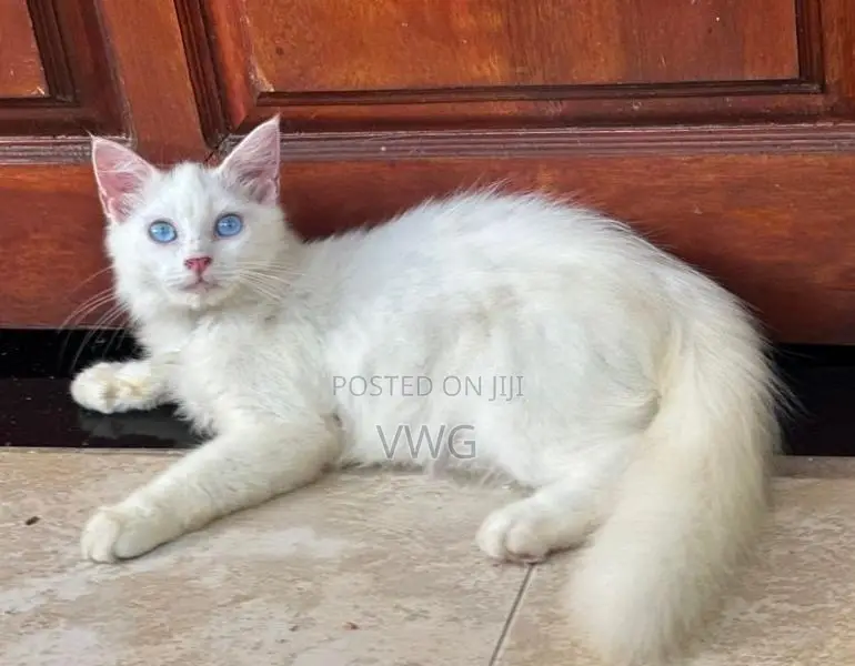 Persian Kitten