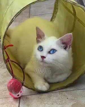 Persian Kitten