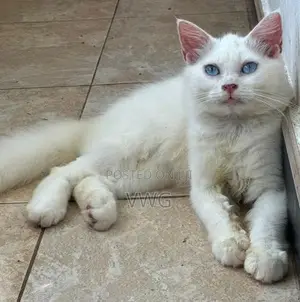 Persian Kitten