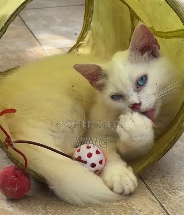 Persian Kitten