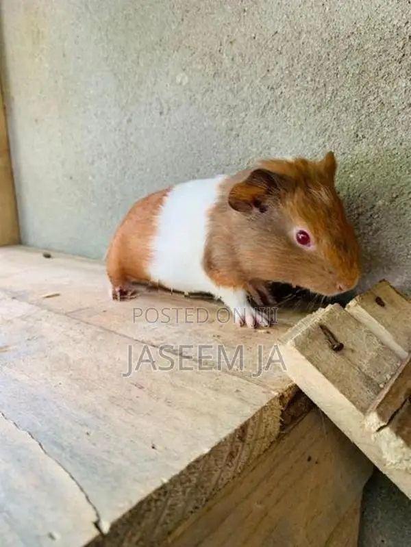 Guinea Pig