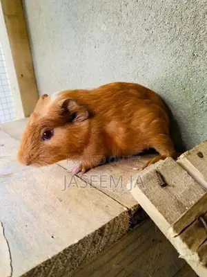 Guinea Pig