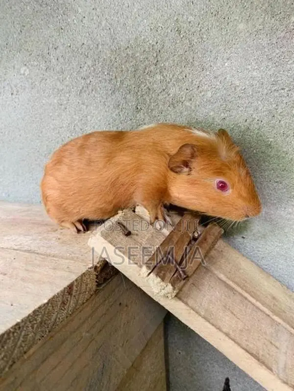 Guinea Pig