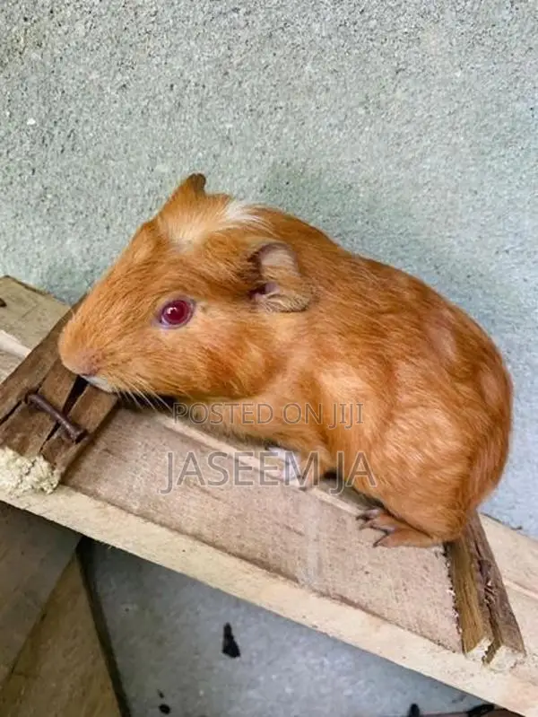 Guinea Pig