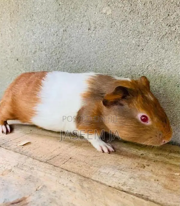 Guinea Pig
