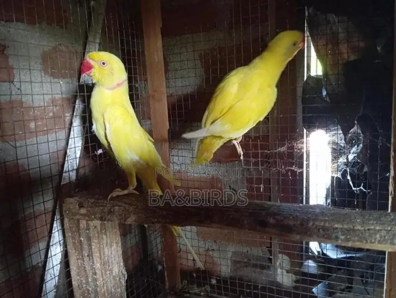 Yellow Ring Neck