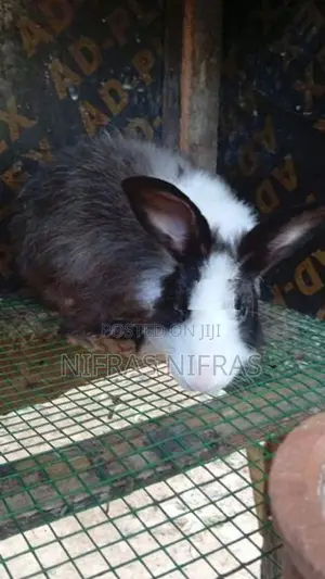 Rabbits