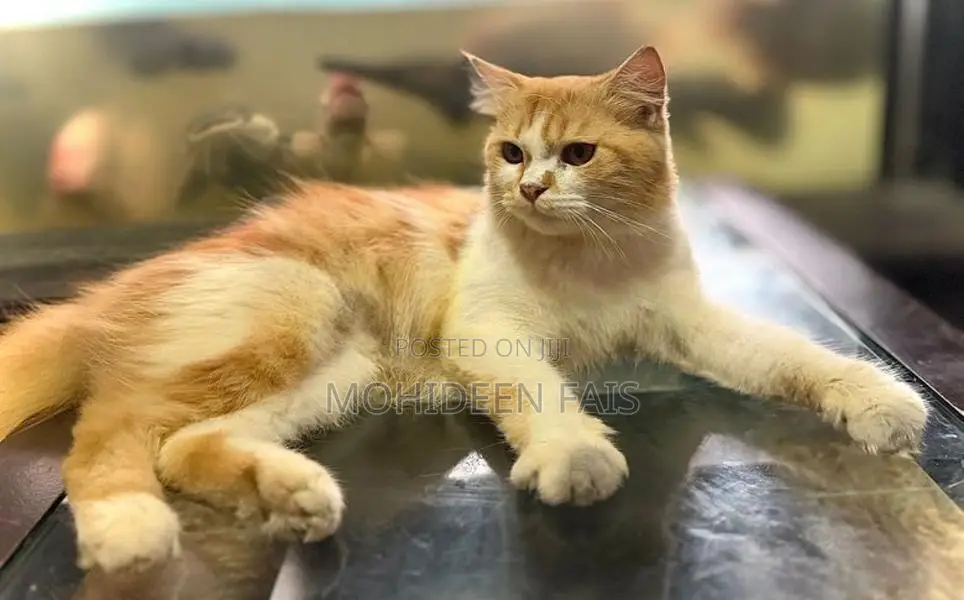 Persian Kittens