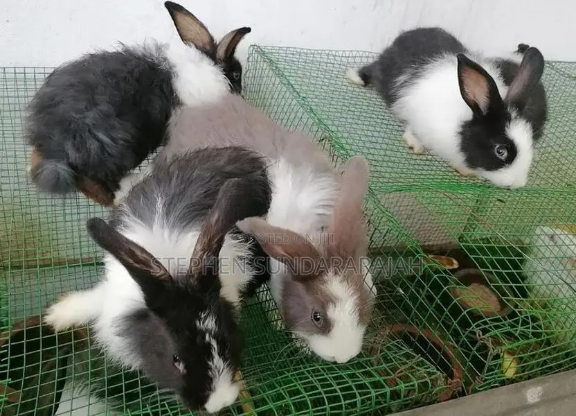 Angora Rabbit