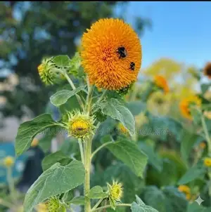 Sunflower Teddy Bear Seed