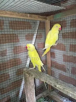 Yellow Ring Neck